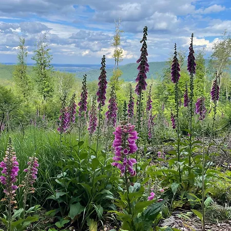 Pod Wielką Sową Z Sauną Infrared Apartament *
