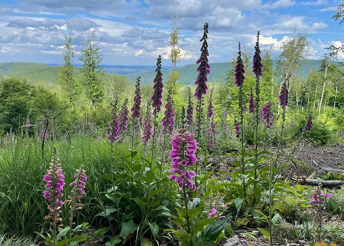 Pod Wielka Sowa Z Sauna Infrared Apartment *